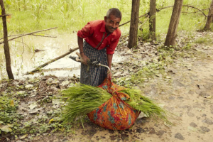 fair farming produttore riso india 