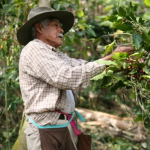 Uciri produttore di caffè in Messico