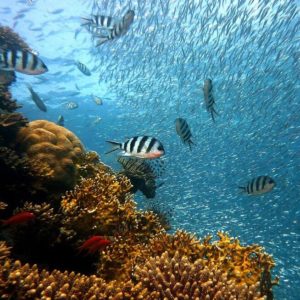 pesce e barriera corallina world ocean day
