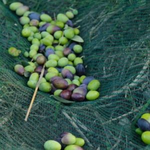 raccolta olive produttori olio